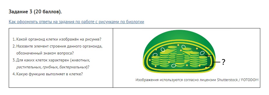 Какая клетка изображена на рисунке. Какую работу выполняет в клетке изображенный органоид.