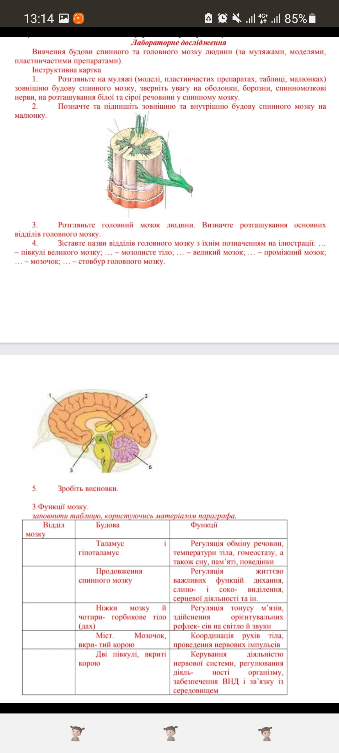 Реферат: Головний мозок 3