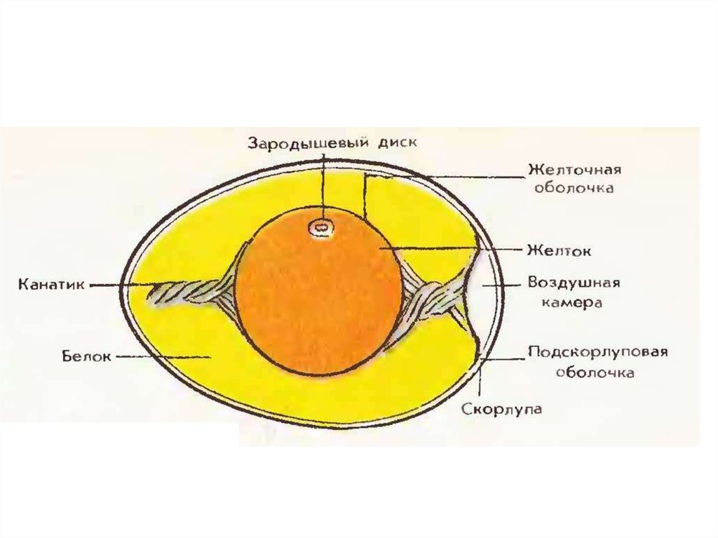 Рисунок куриного яйца биология 7 класс